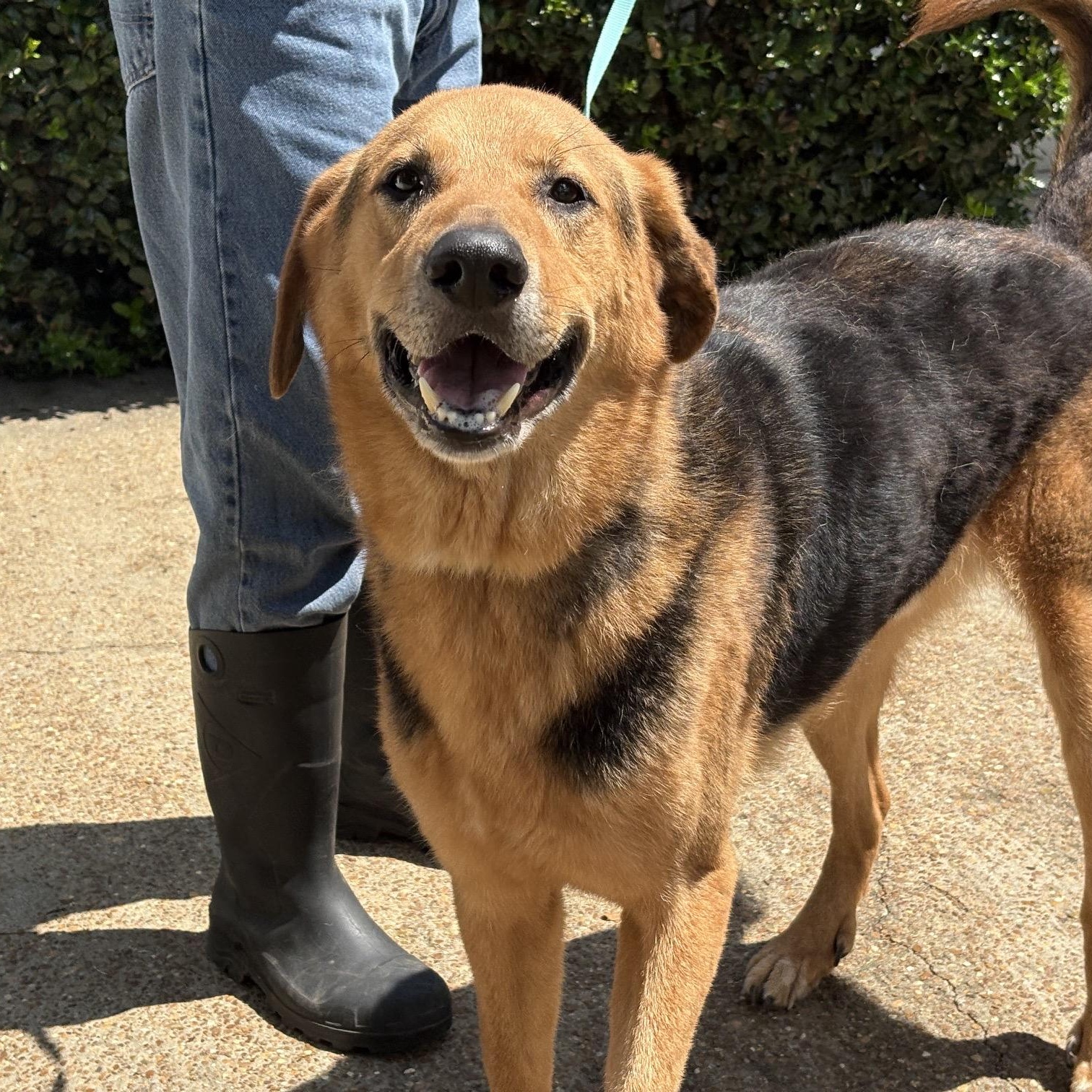 Brock, ADOPTABLE, Young Male American Foxhound & Airedale Terrier.