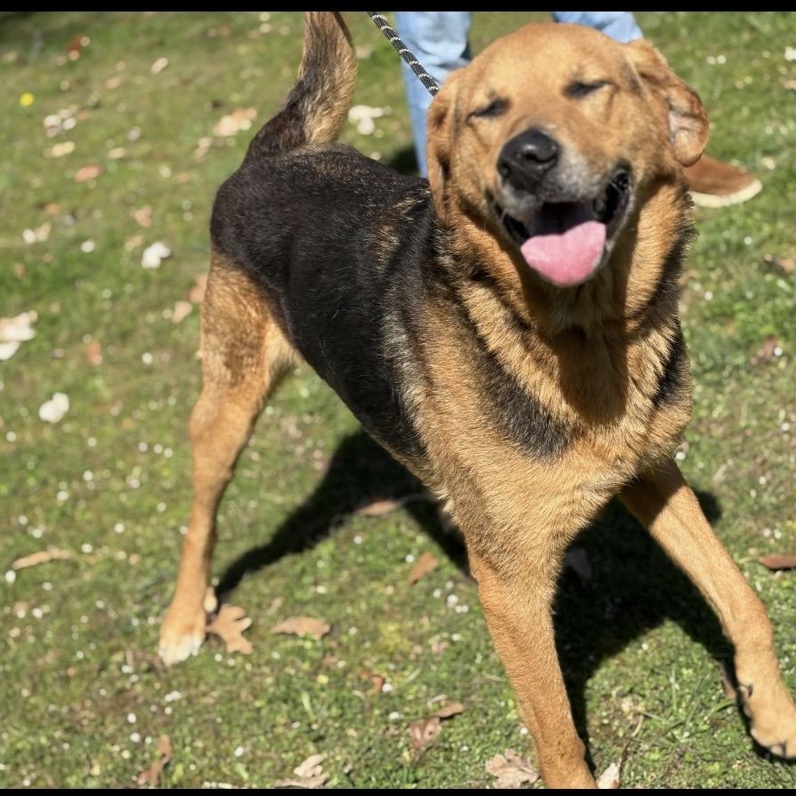Brock, ADOPTABLE, Young Male Shepherd & Hound.
