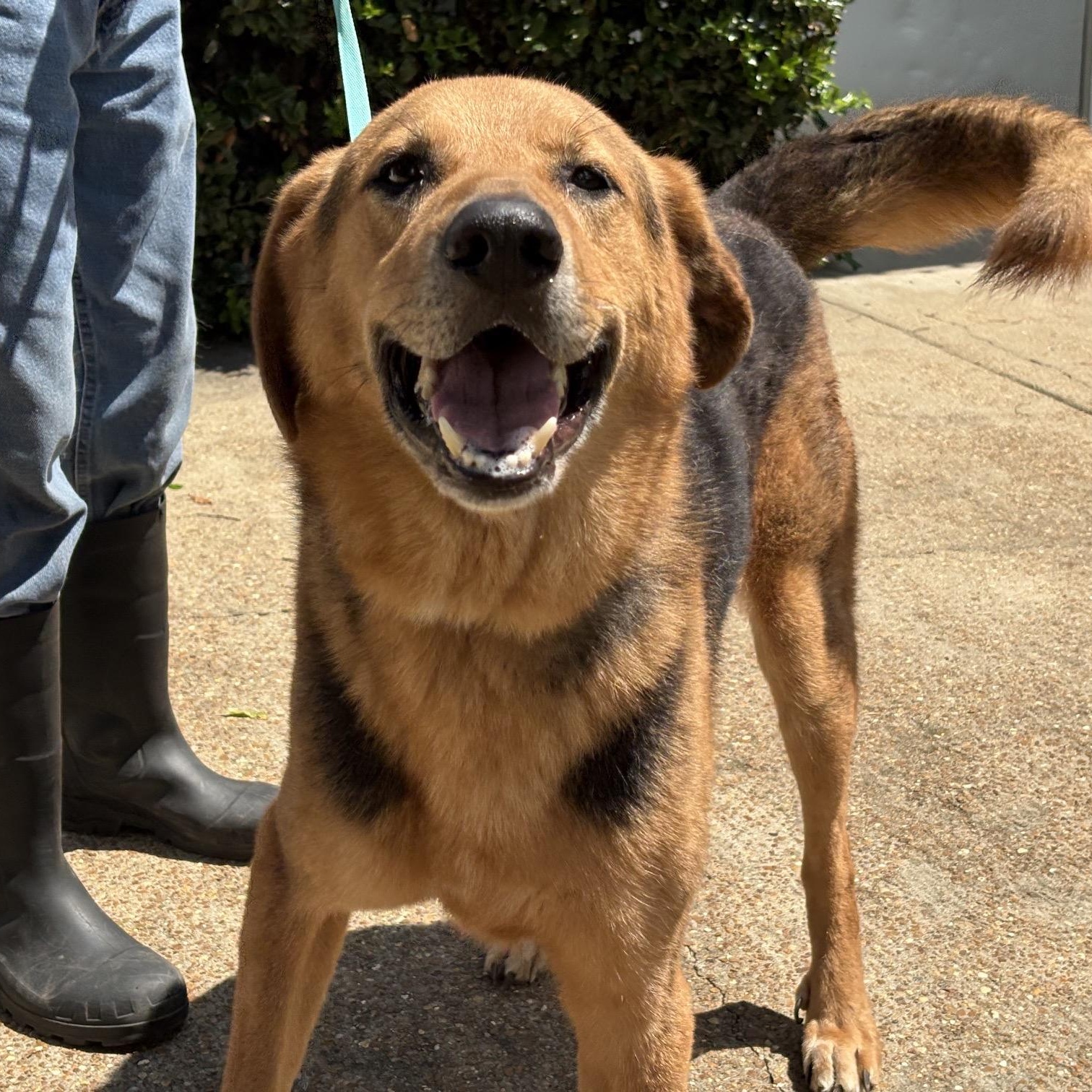 Brock, ADOPTABLE, Young Male Shepherd & Hound.