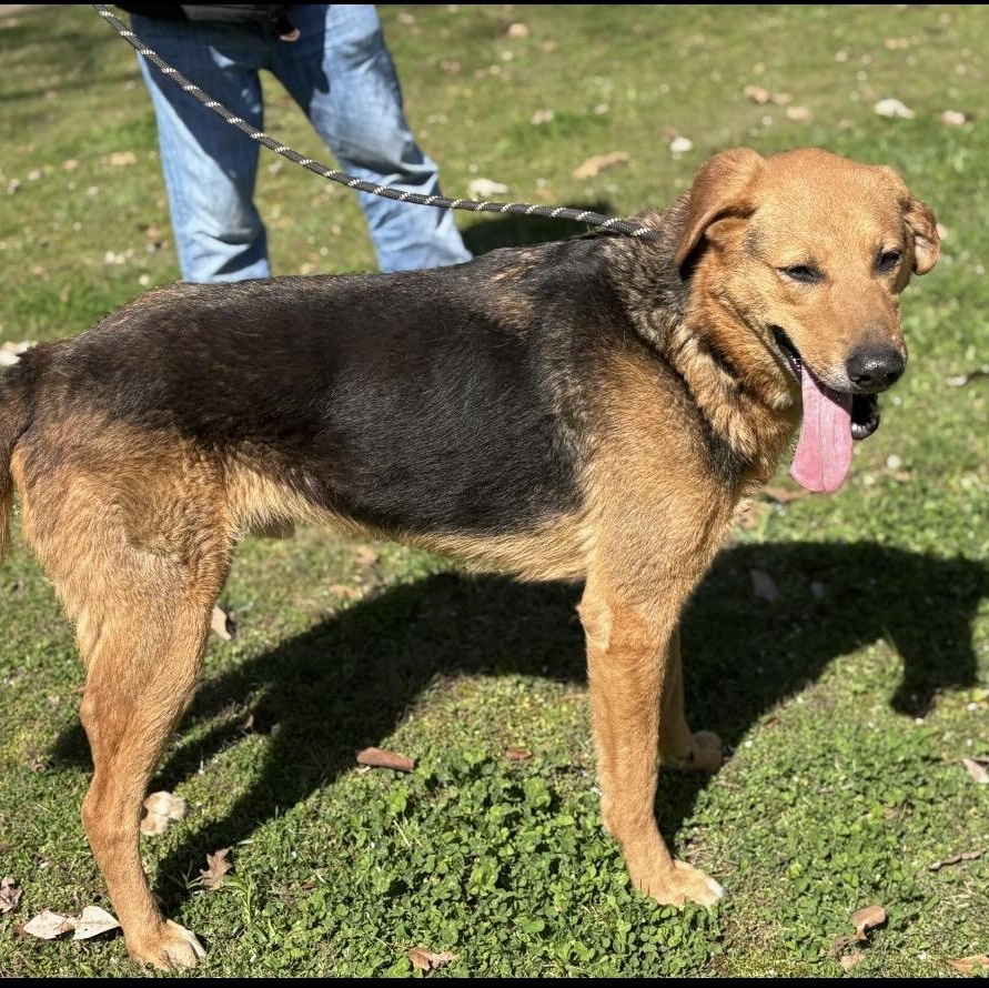 Enlarge Brock, a ADOPTABLE mixed breed in Brentwood, TN image 2/2