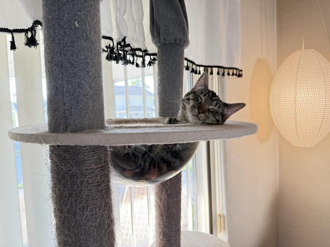Wyndham, Adoptable, Kitten Female Domestic Short Hair.