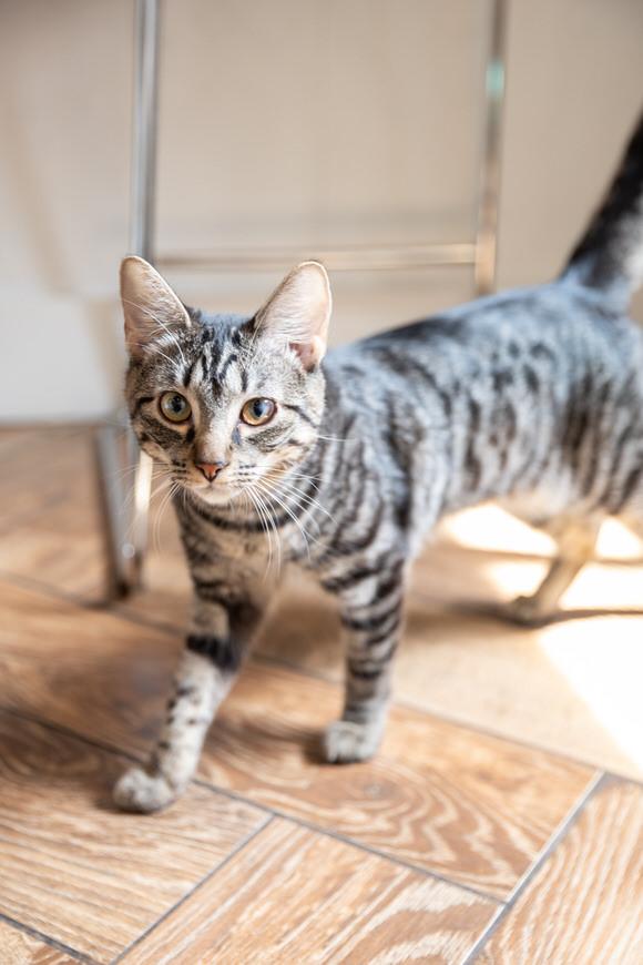 Enlarge Wyndham, a Adoptable Domestic Short Hair in Dayton, OH image 2/2