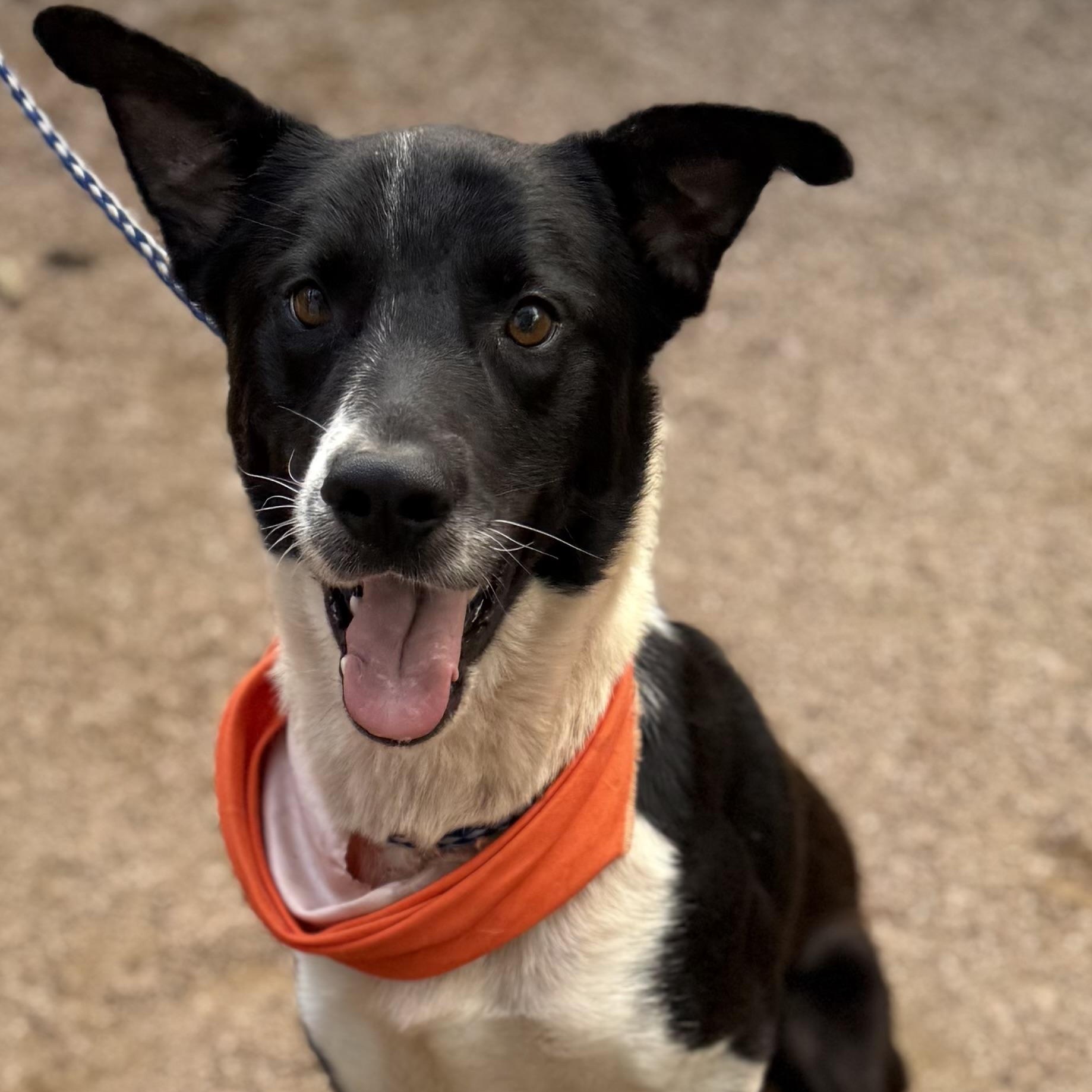 Remus, an adoptable mixed breed in Seabrook, NH image 1/6
