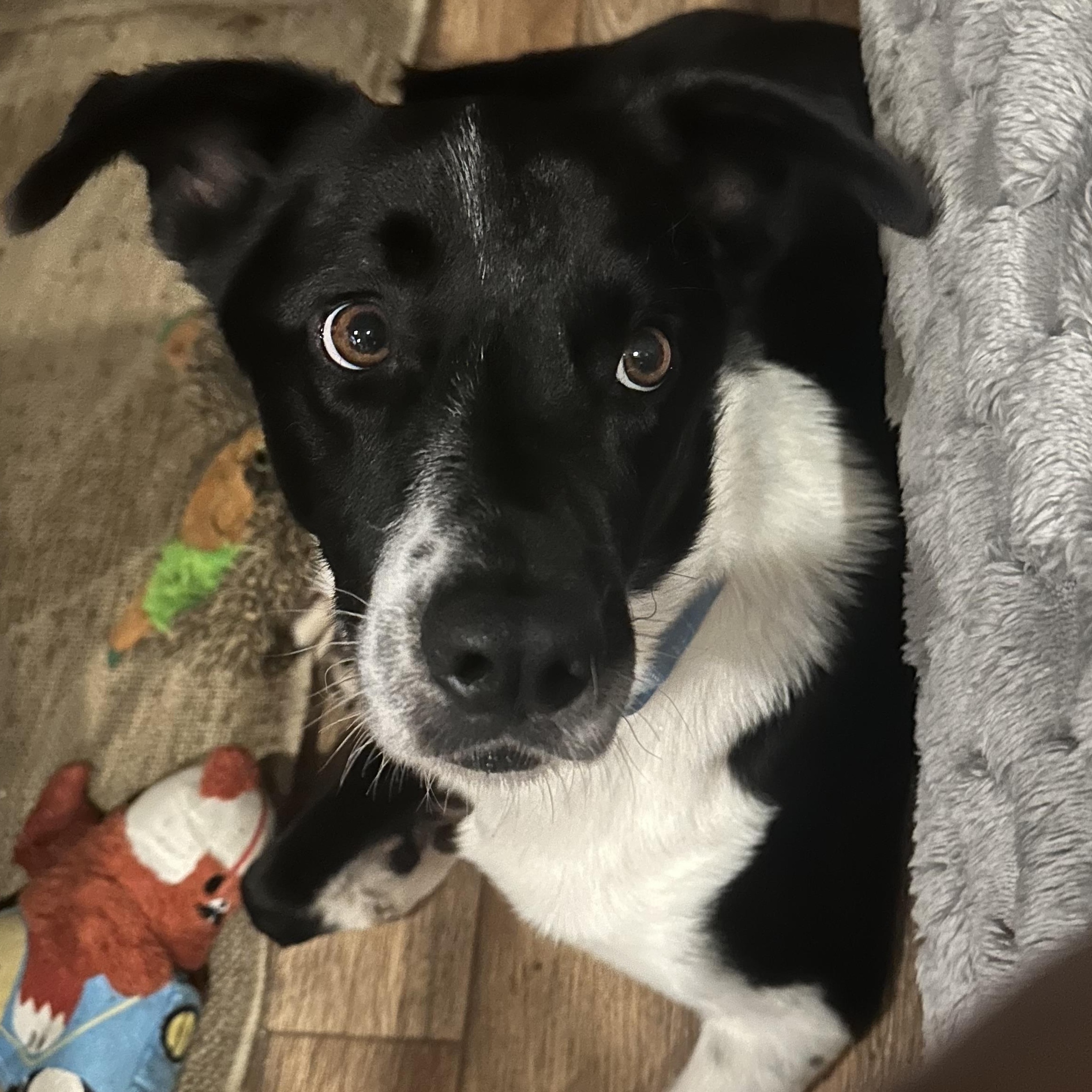 Remus, an adoptable mixed breed in Seabrook, NH image 3/6