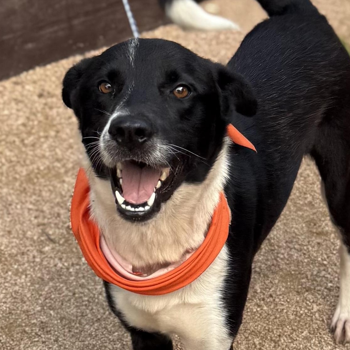 Remus, an adoptable mixed breed in Seabrook, NH image 2/6