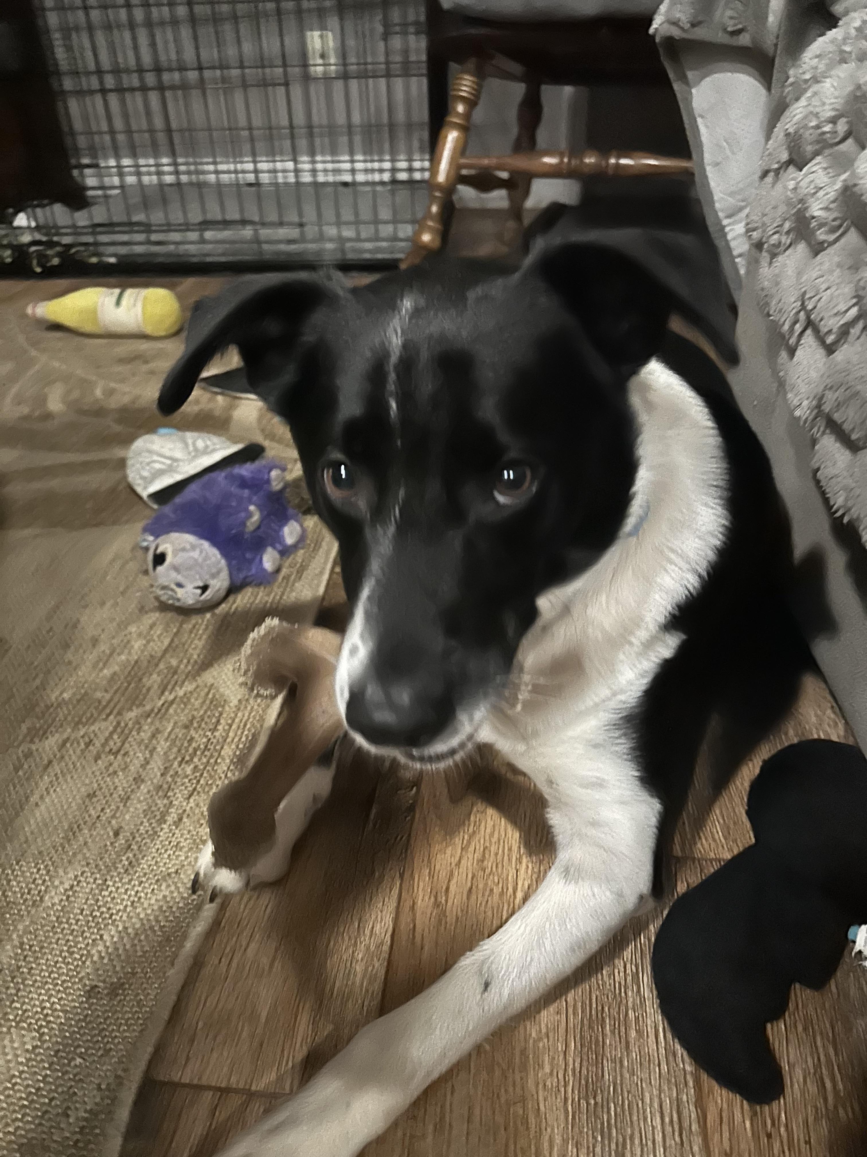 Remus, an adoptable mixed breed in Seabrook, NH image 6/6