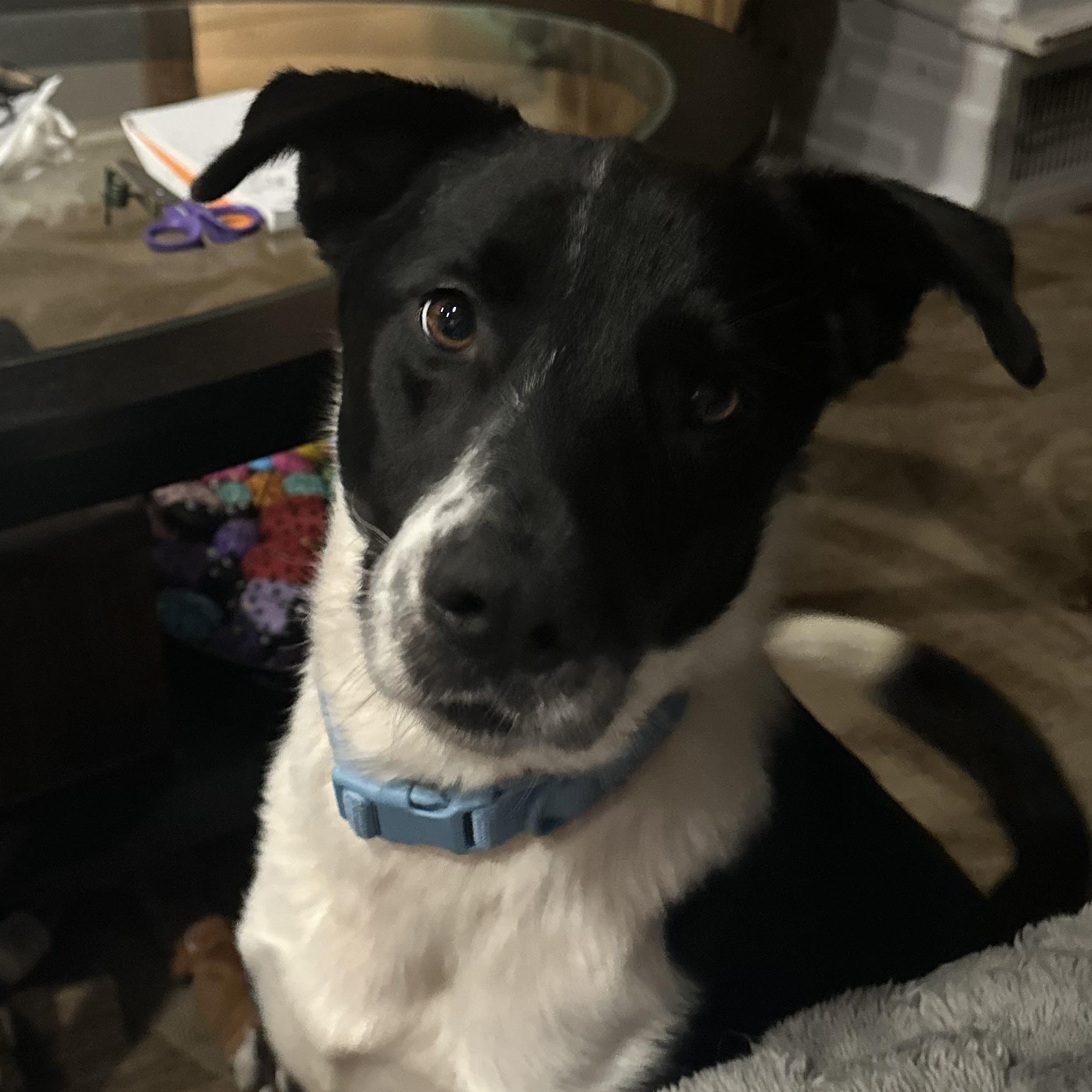 Remus, an adoptable mixed breed in Seabrook, NH image 4/6