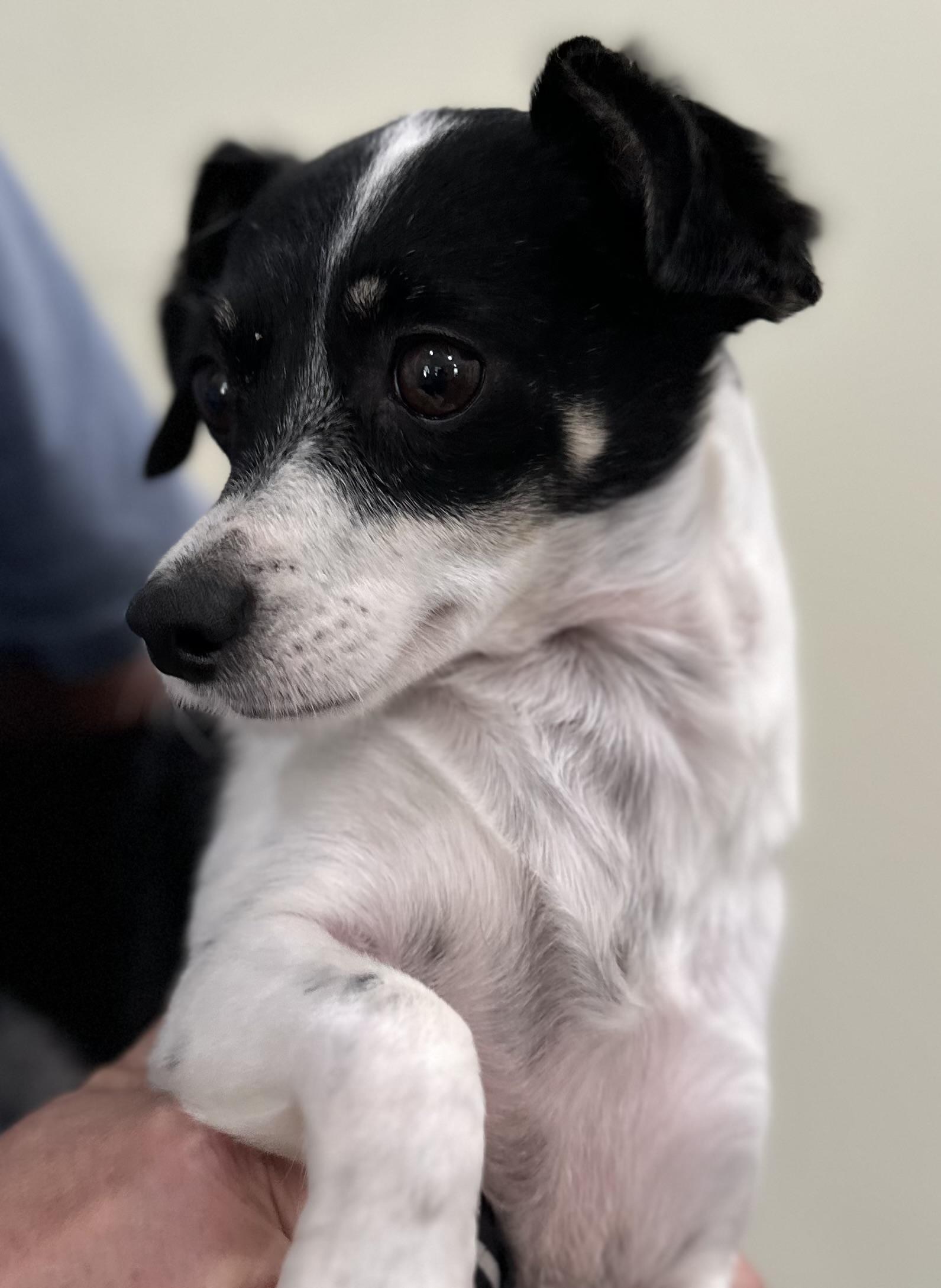 Enlarge Sargeant, a Adoptable mixed breed in Lawrenceville, GA image 3/6