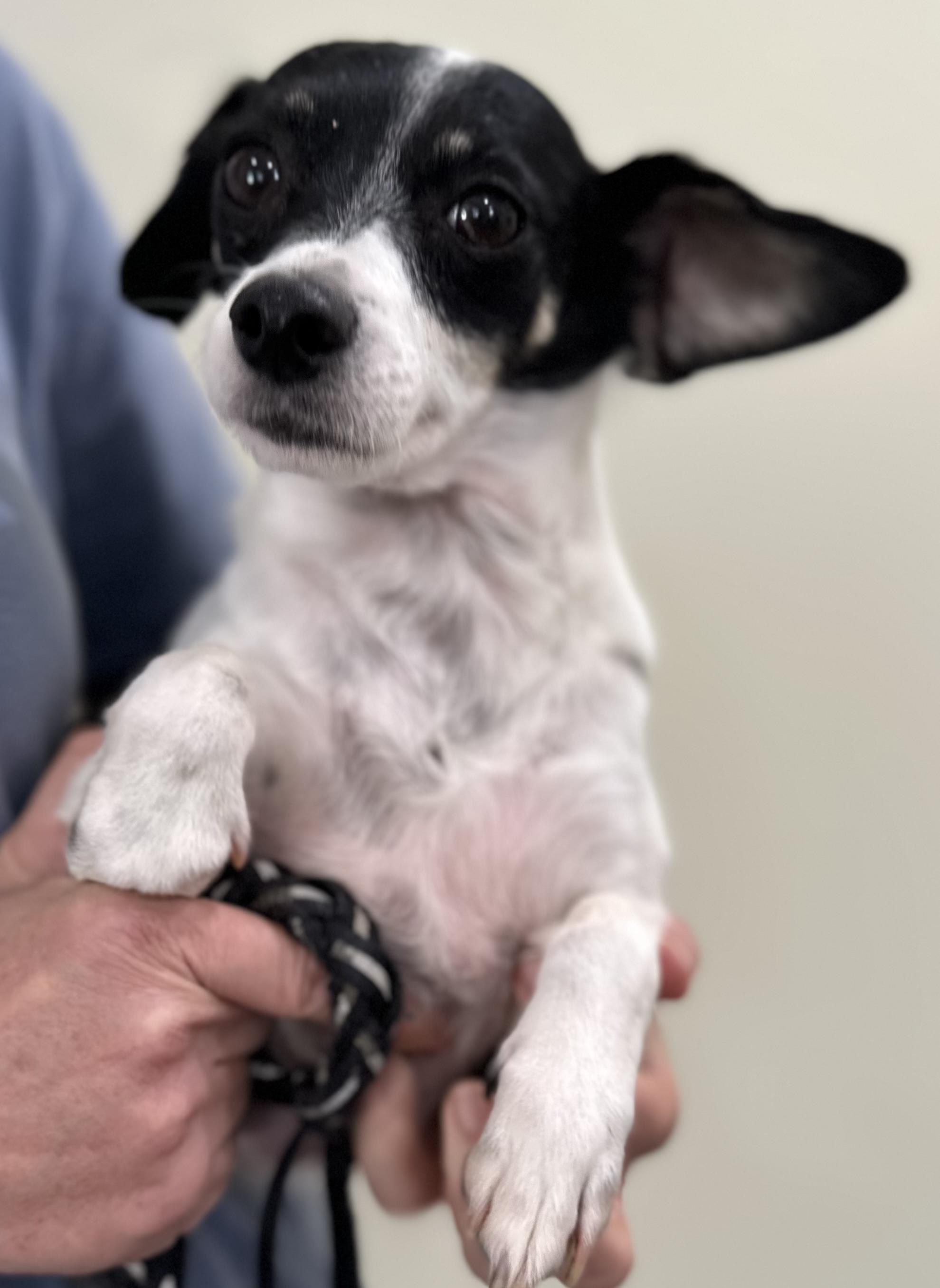 Sargeant, Adoptable, Adult Male Rat Terrier.
