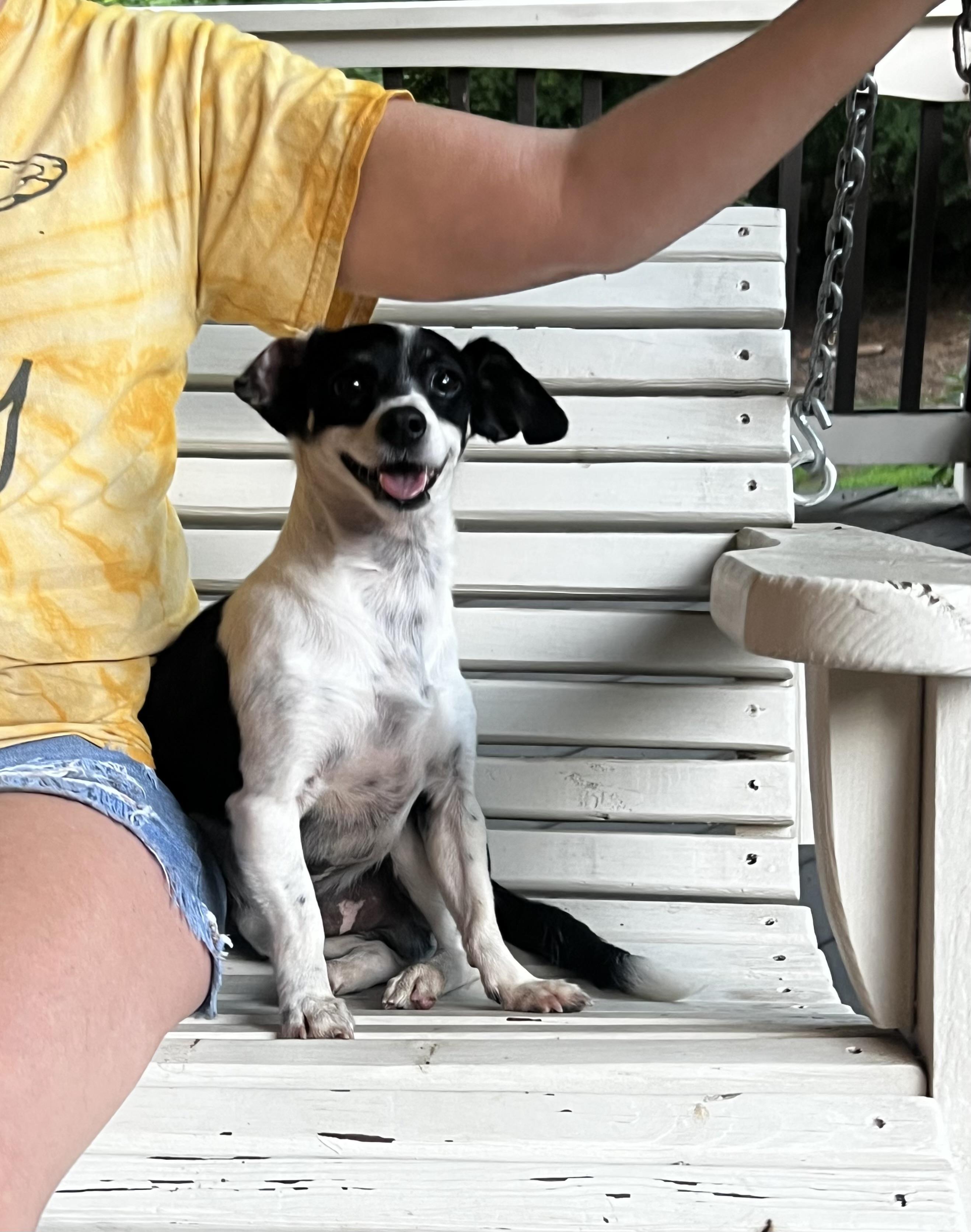 Enlarge Sargeant, a Adoptable mixed breed in Lawrenceville, GA image 4/6