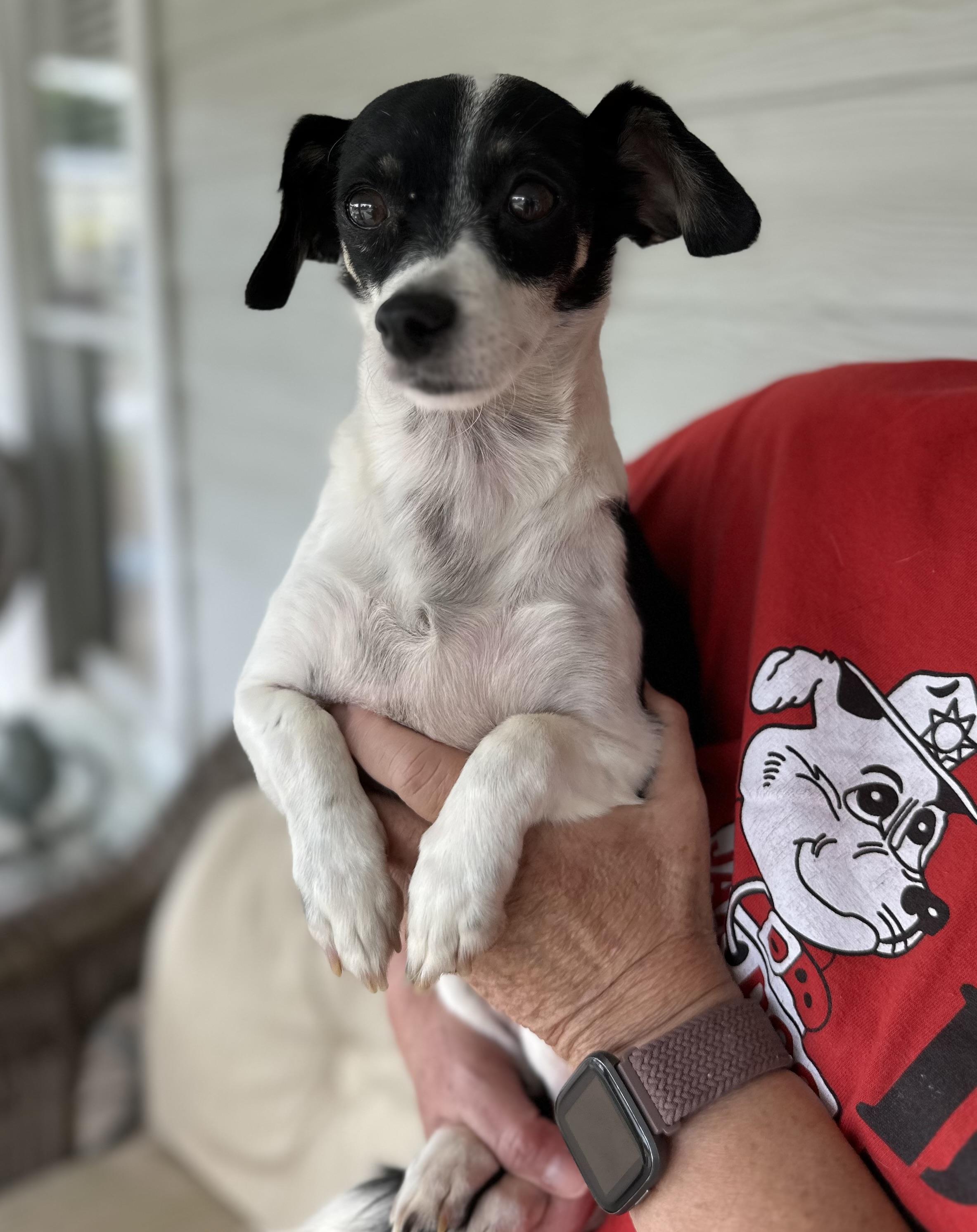 Enlarge Sargeant, a Adoptable mixed breed in Lawrenceville, GA image 5/6