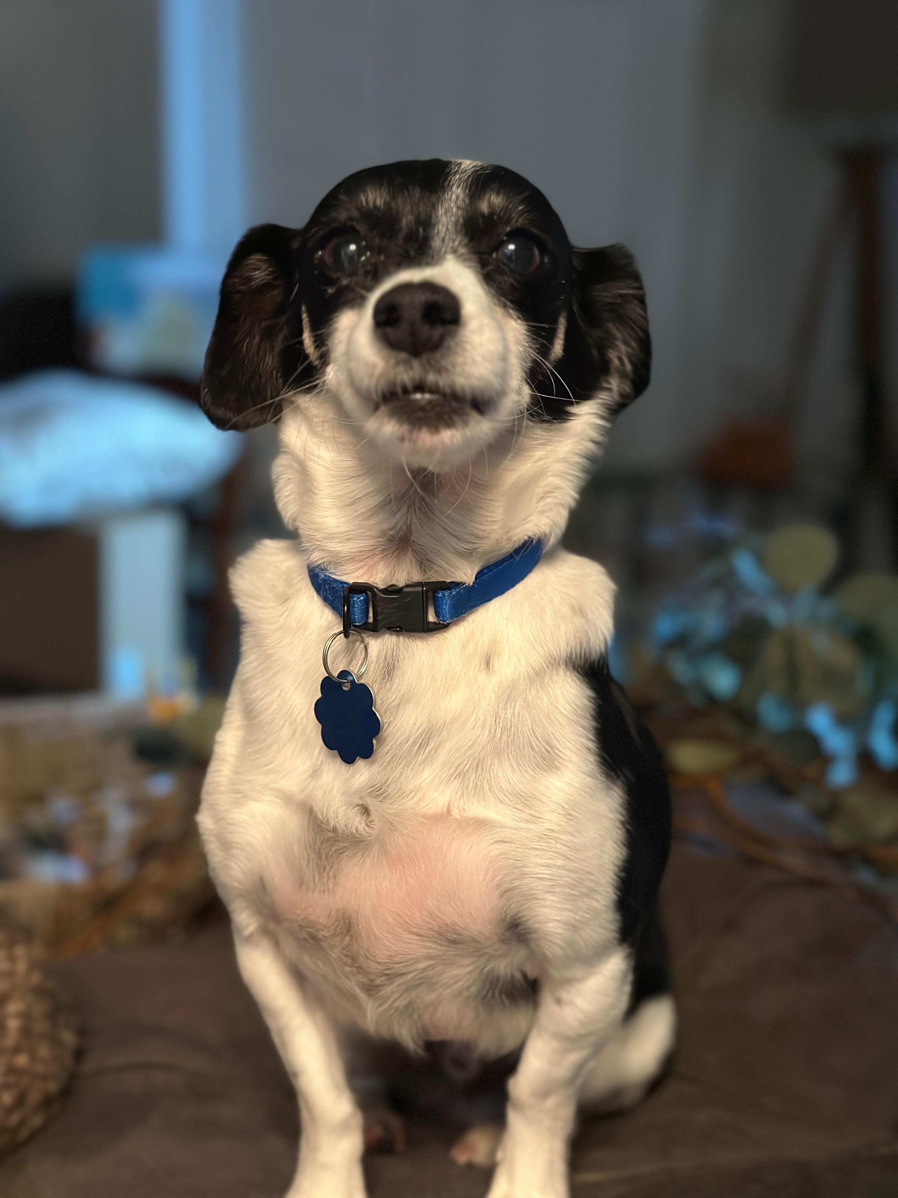 Enlarge Sargeant, a Adoptable mixed breed in Lawrenceville, GA image 2/6