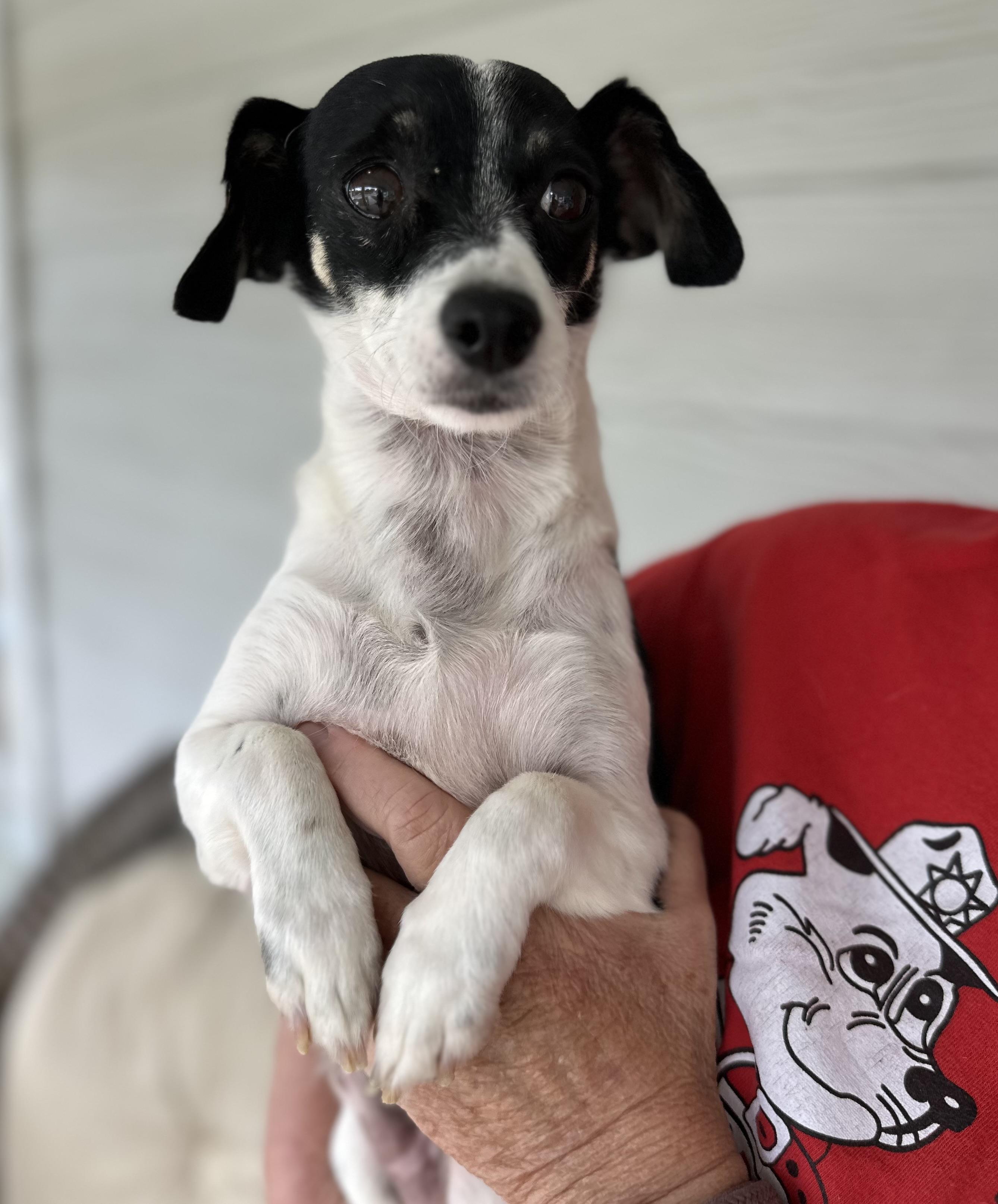 Enlarge Sargeant, a Adoptable mixed breed in Lawrenceville, GA image 6/6