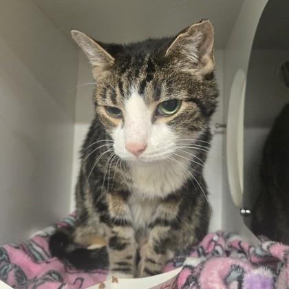 Francis, adoptable, Adult Male Domestic Short Hair.