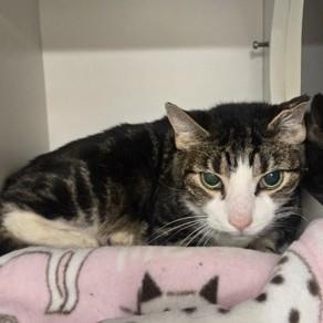 Francis, an adoptable Domestic Short Hair in Phoenixville, PA image 2/3