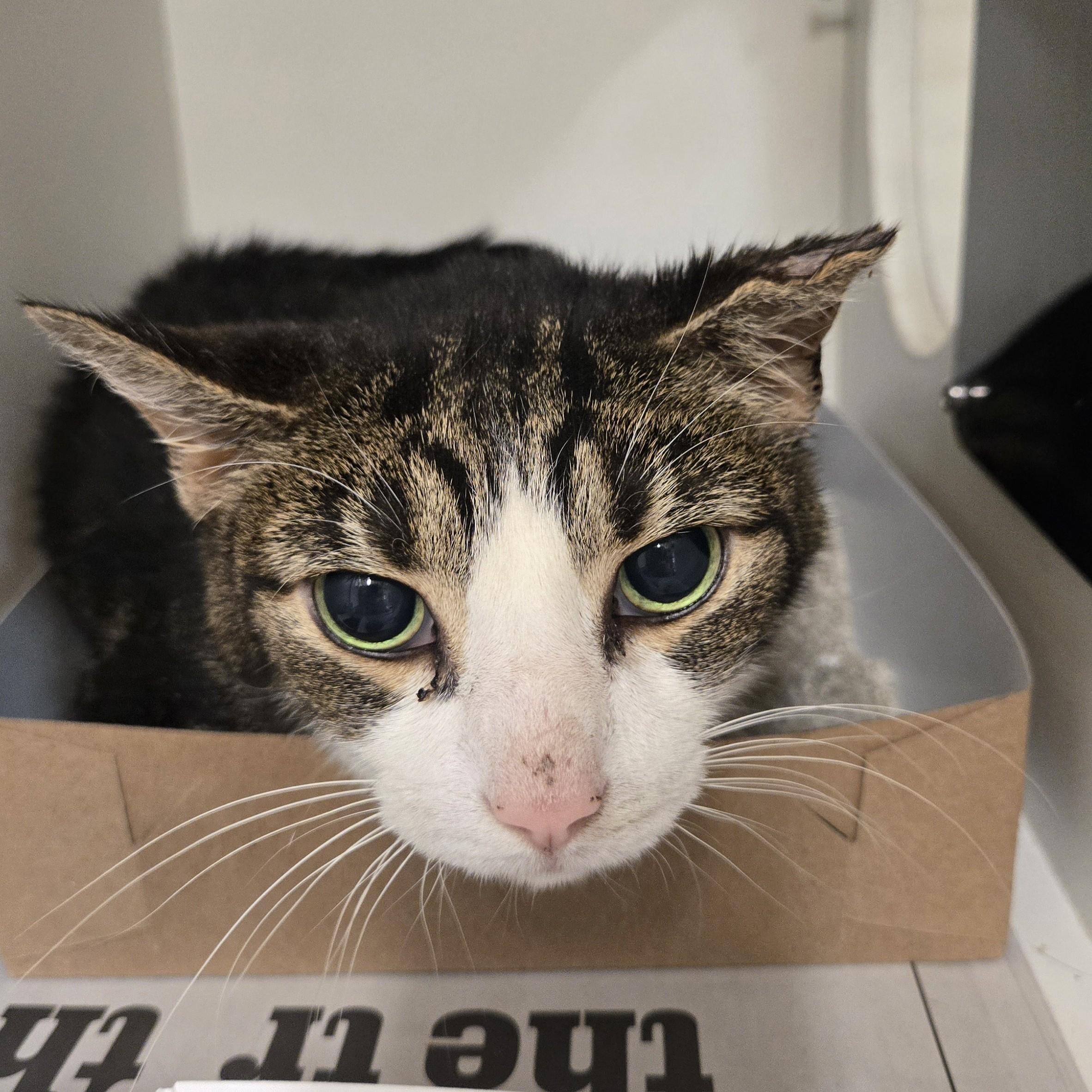 Francis, an adoptable Domestic Short Hair in Phoenixville, PA image 3/3