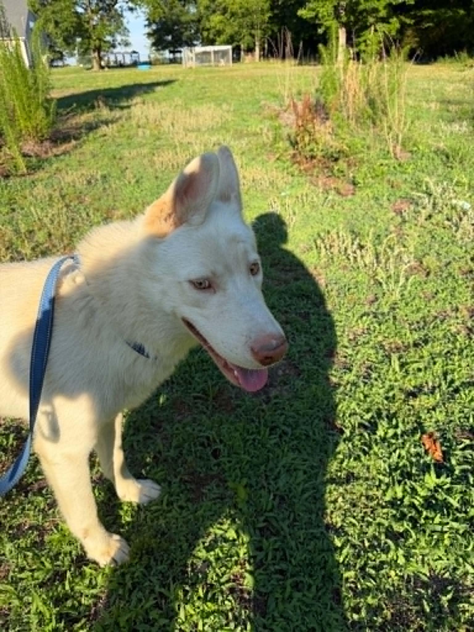 Enlarge Ghost, a Adoptable mixed breed in Holly Springs, NC image 1/2