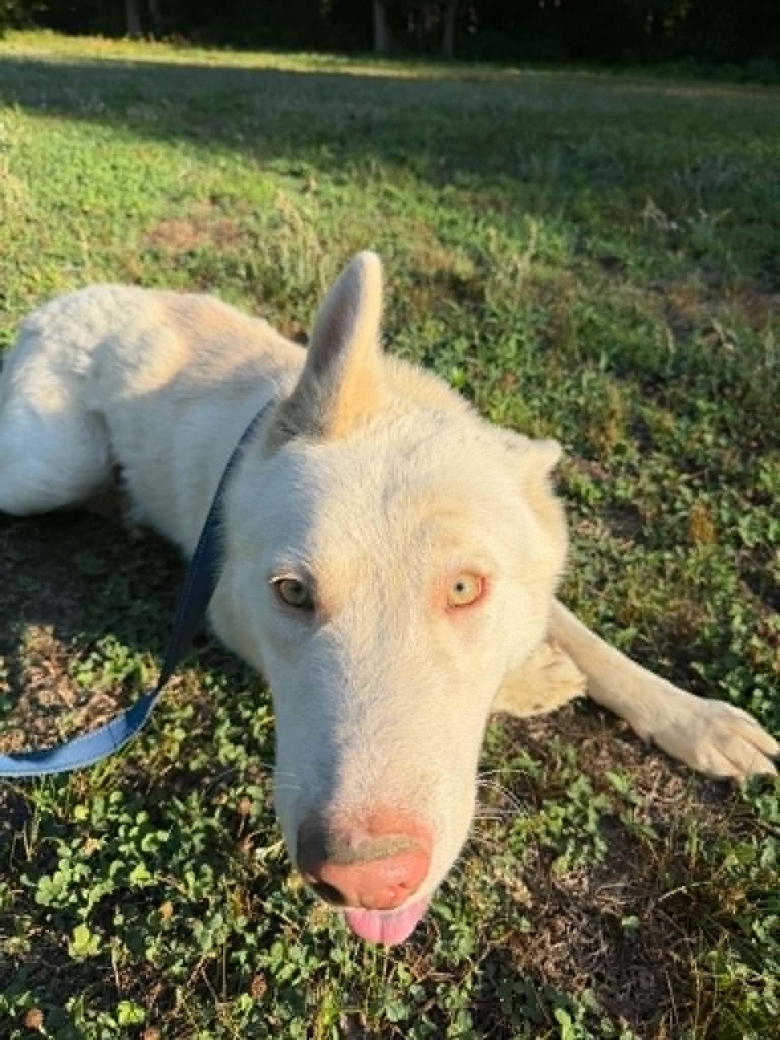 Enlarge Ghost, a Adoptable mixed breed in Holly Springs, NC image 2/2
