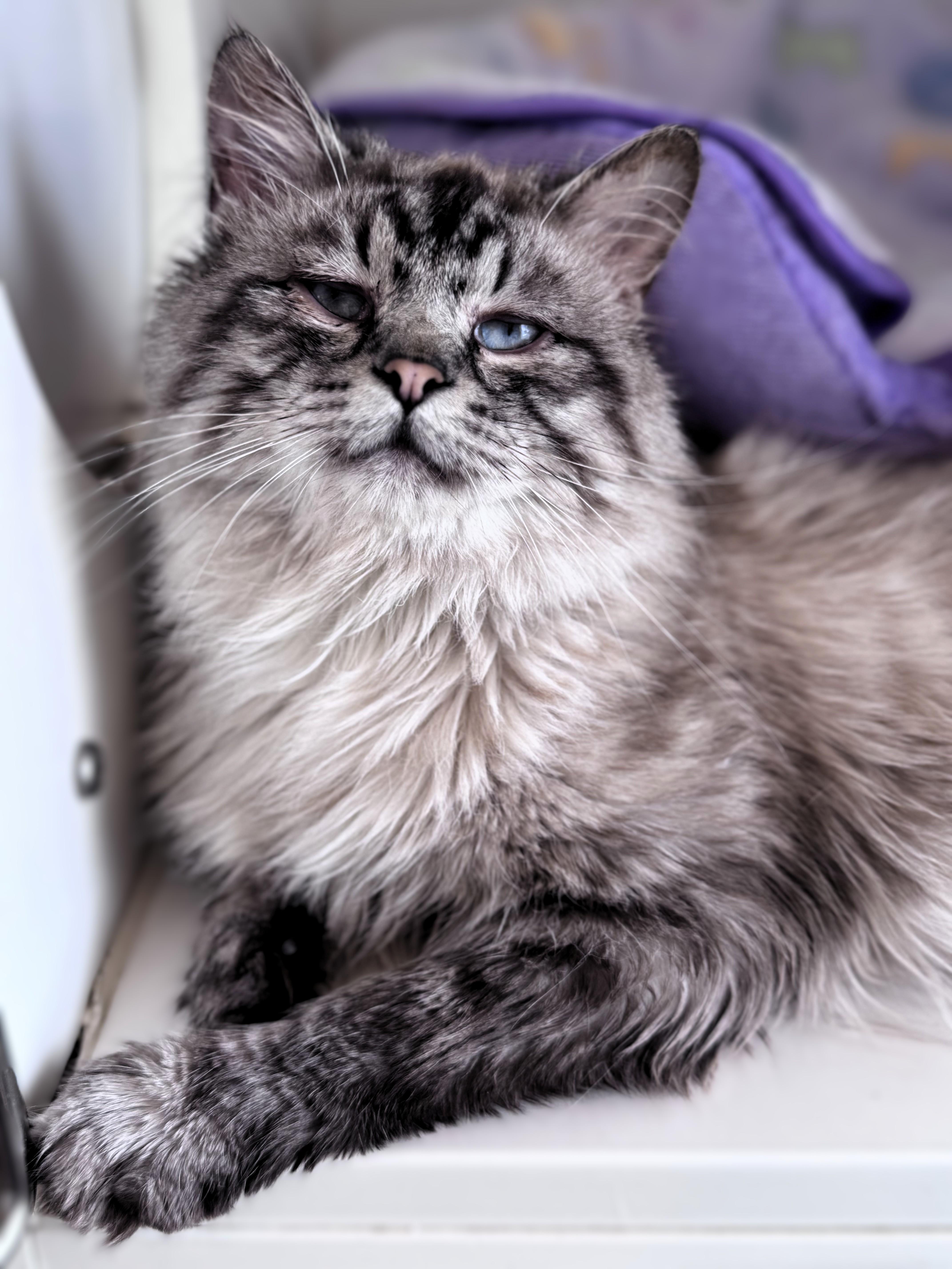 Enlarge Lucky, an adopted Domestic Long Hair in Pekin, IL image 1/2