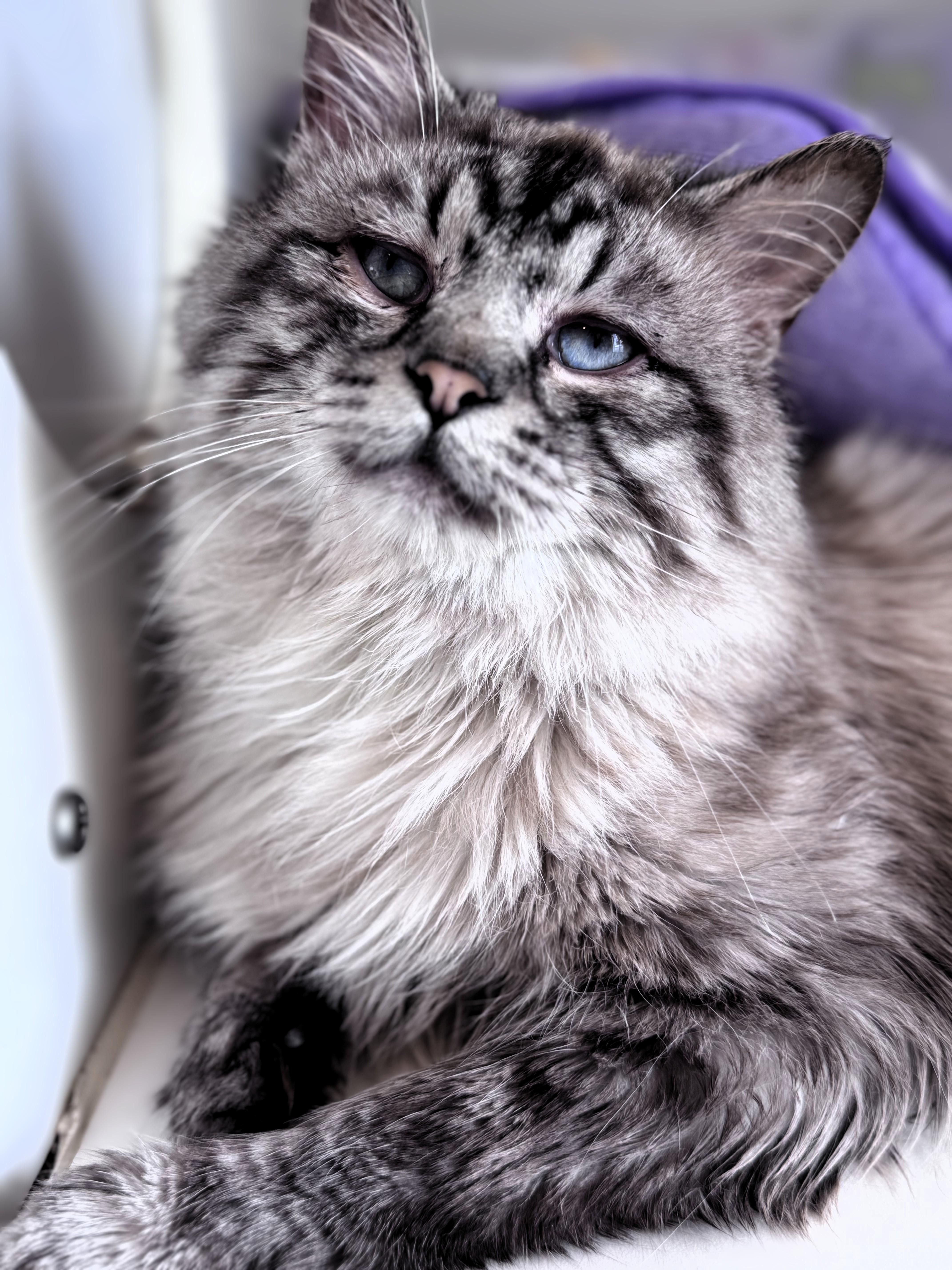 Enlarge Lucky, an adopted Domestic Long Hair in Pekin, IL image 2/2