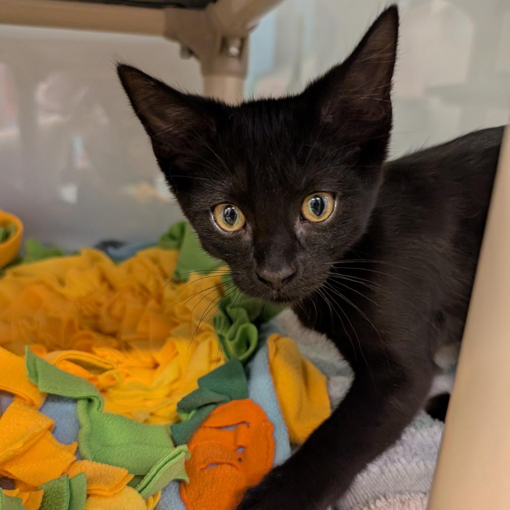 Ming, Adoptable, Young Male Domestic Short Hair.