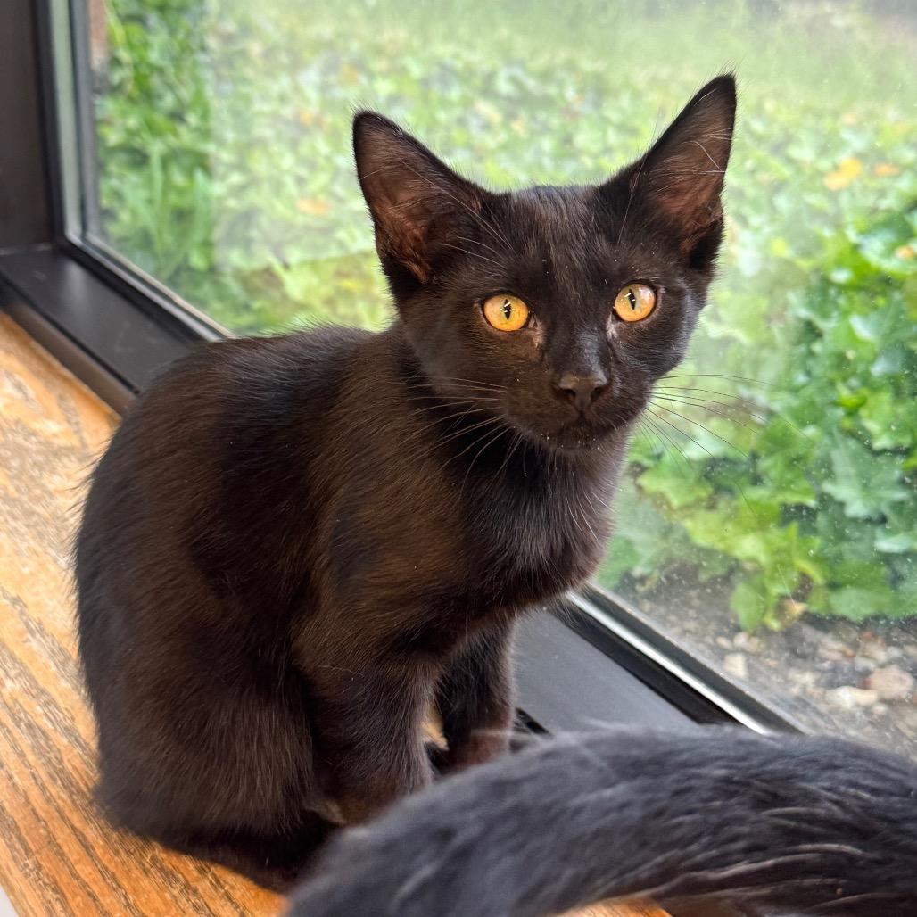 Ming, a Adoptable Domestic Short Hair in Wheeling, IL image 1/6