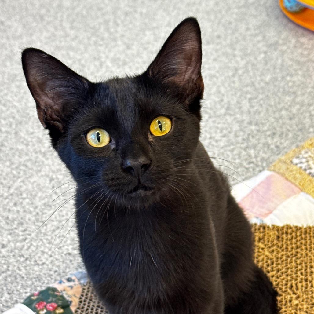 Ming, a Adoptable Domestic Short Hair in Wheeling, IL image 3/6