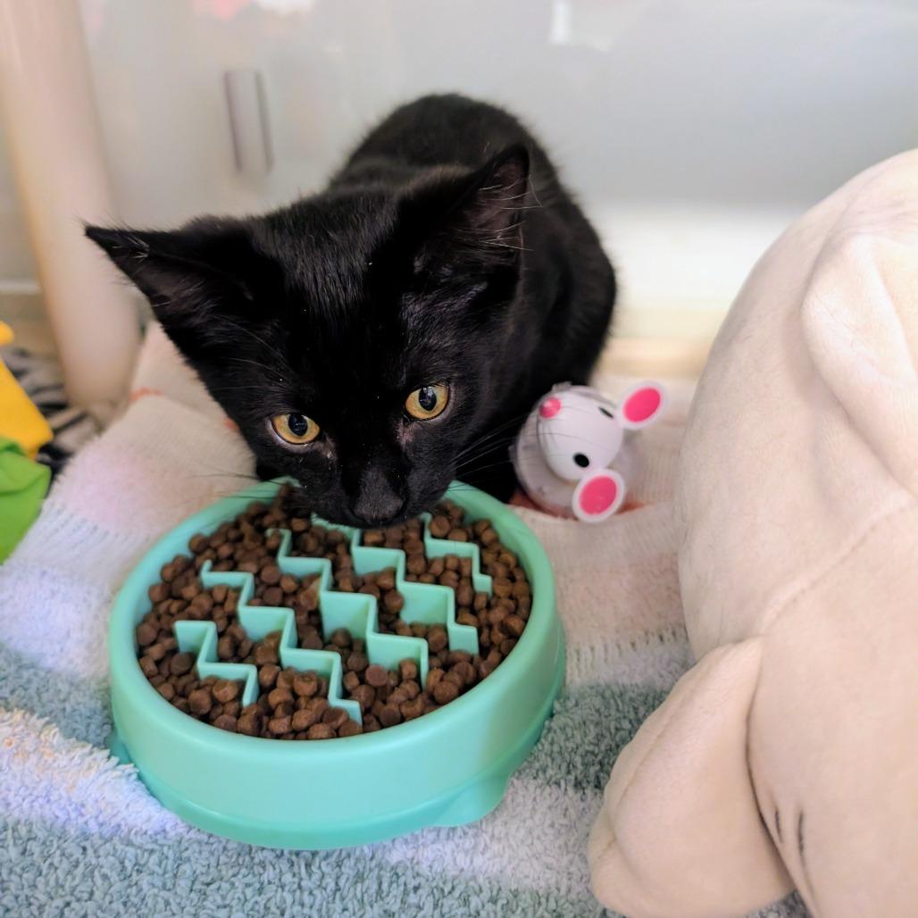 Ming, a Adoptable Domestic Short Hair in Wheeling, IL image 4/6