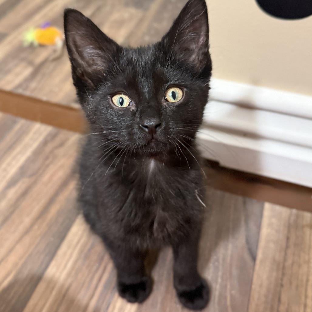 Ming, a Adoptable Domestic Short Hair in Wheeling, IL image 5/6