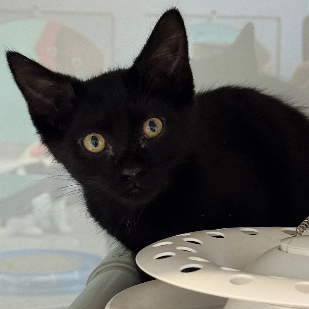 Ming, a Adoptable Domestic Short Hair in Wheeling, IL image 6/6