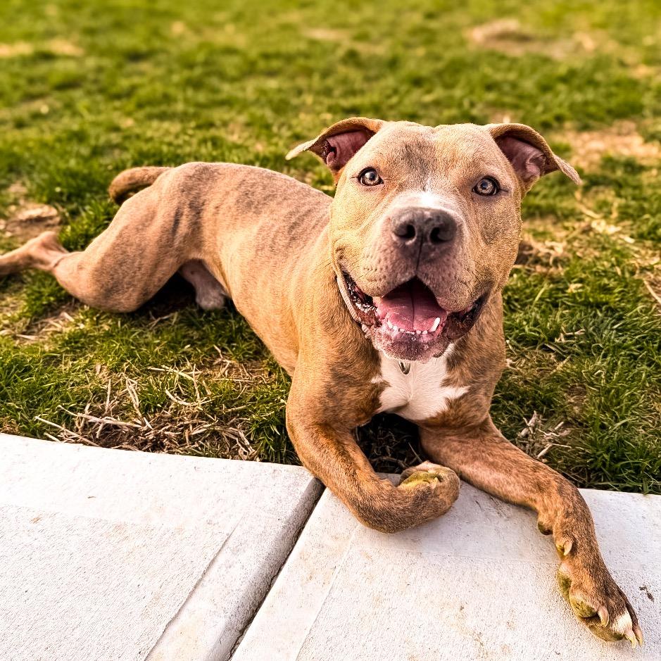 Rio, a Adoptable Mixed Breed in Springboro, OH image 1/4