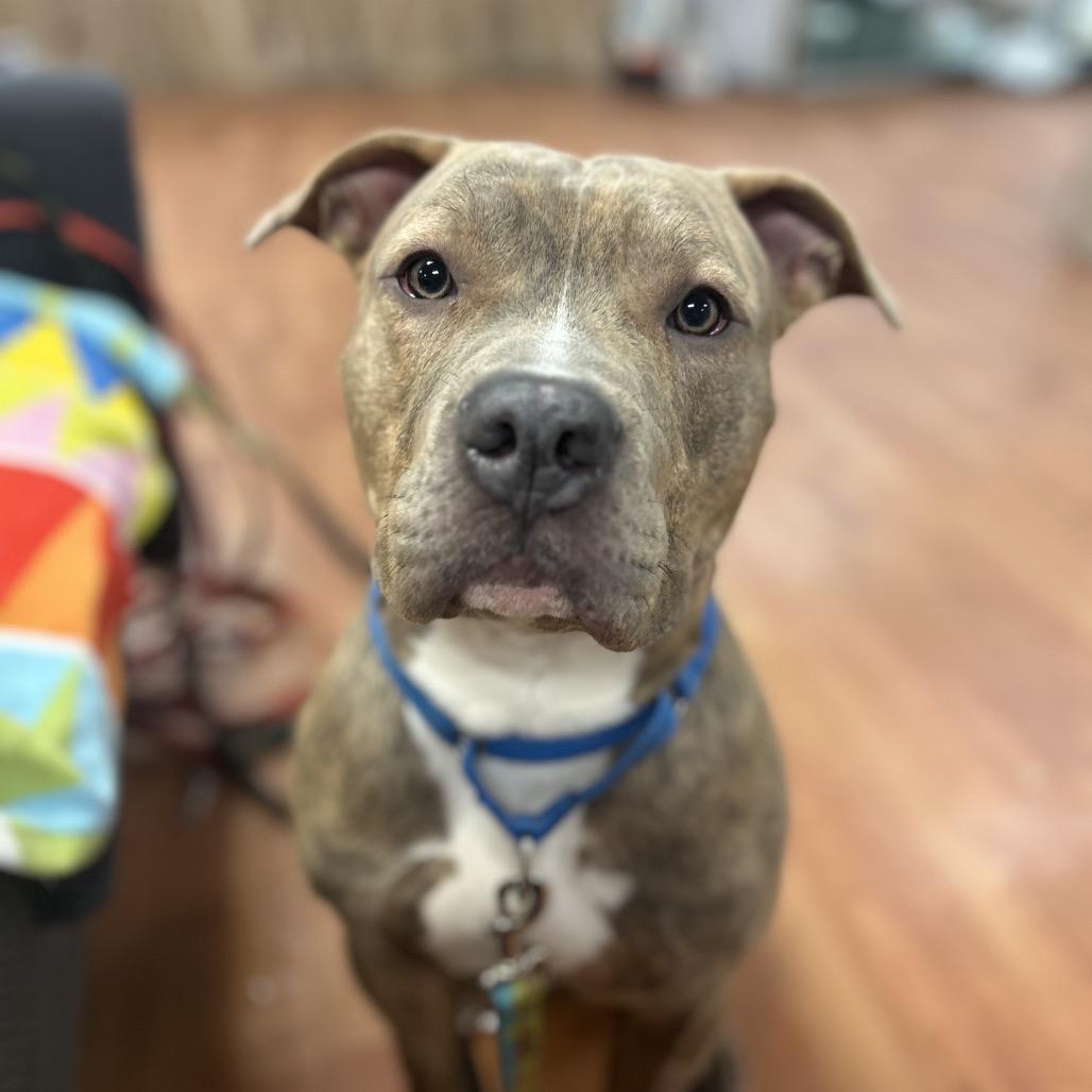 Rio, a Adoptable Mixed Breed in Springboro, OH image 2/4