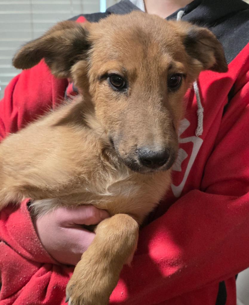 Enlarge Dimitri, a Adoptable mixed breed in Fort Stockton, TX image 2/3