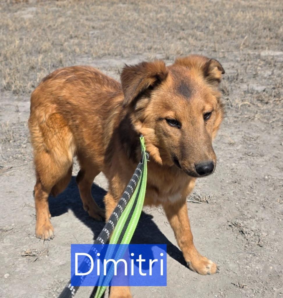 Enlarge Dimitri, a Adoptable mixed breed in Fort Stockton, TX image 1/3