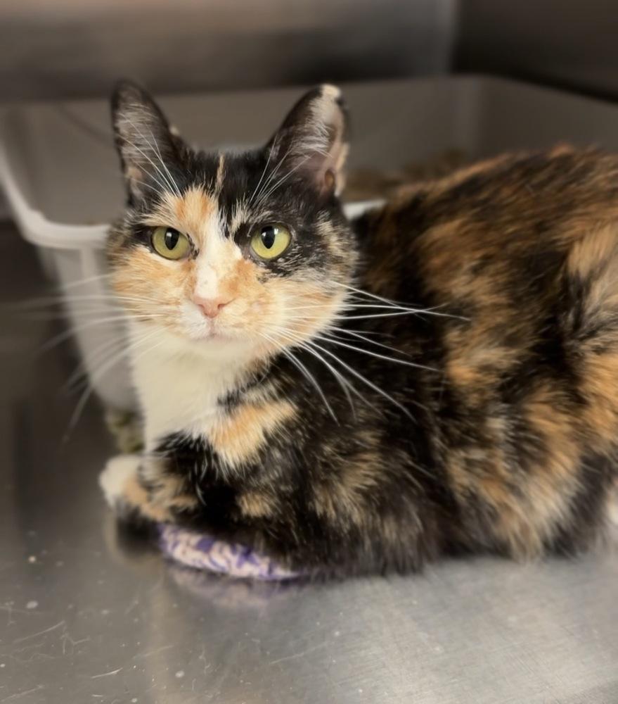 Ada, Adoptable, Senior Female Domestic Short Hair.