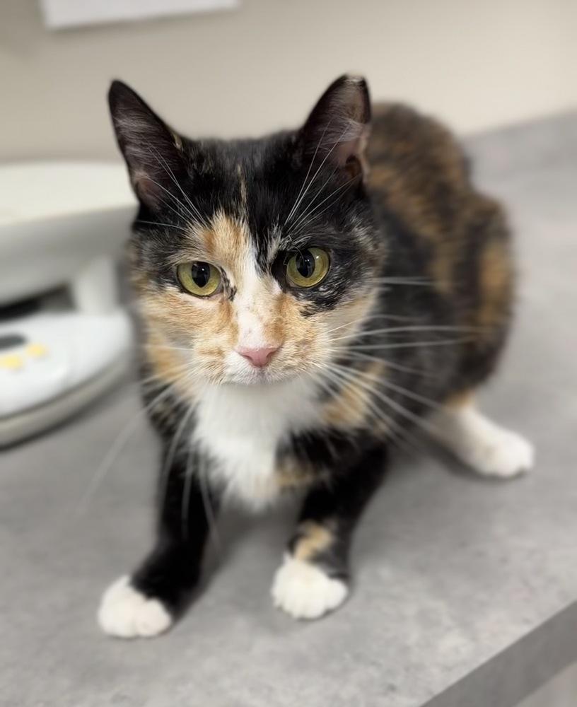Ada, a Adoptable mixed breed in Bemidji, MN image 2/2
