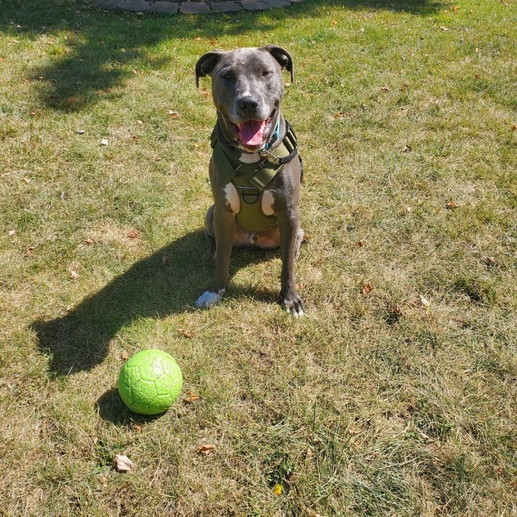 Miggy, Adoptable, Adult Male Pit Bull Terrier.