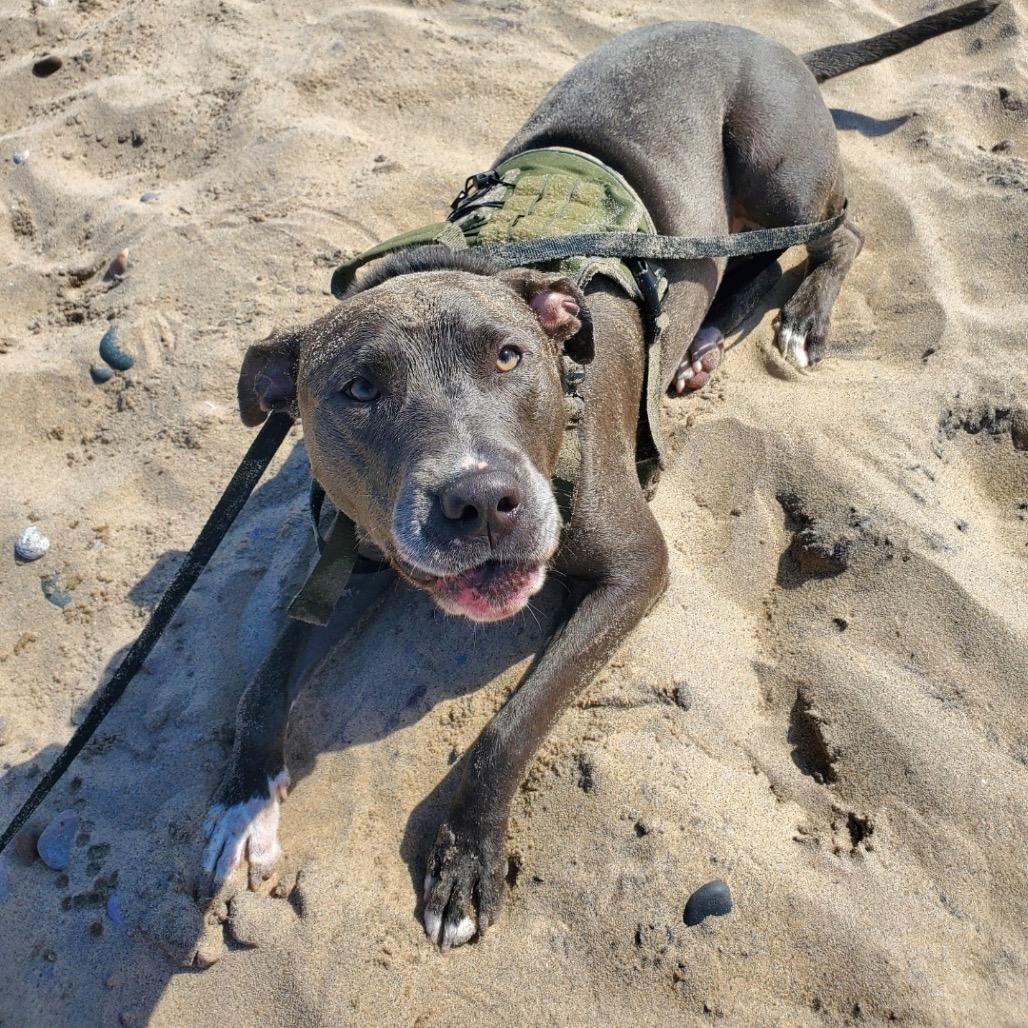 Miggy, a Adoptable Pit Bull Terrier in Northville, MI image 2/5