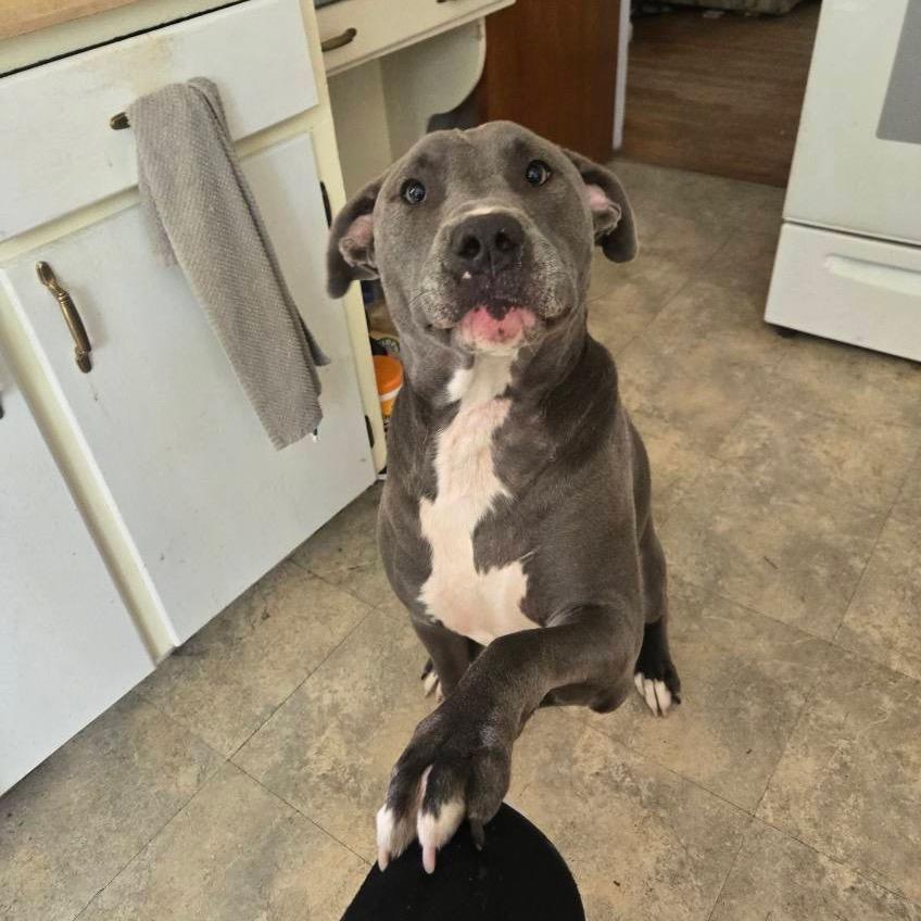 Miggy, a Adoptable Pit Bull Terrier in Northville, MI image 3/5