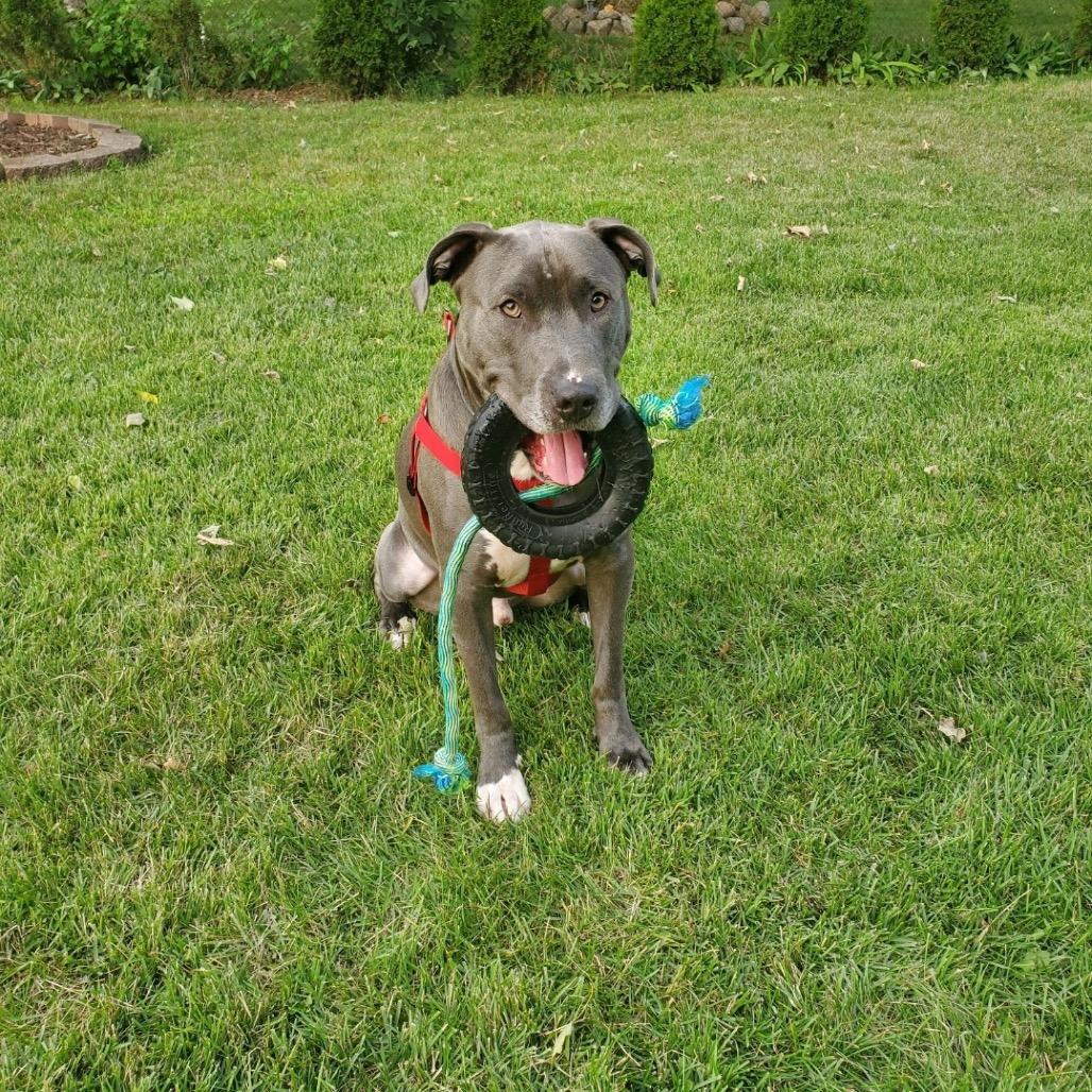 Miggy, a Adoptable Pit Bull Terrier in Northville, MI image 4/5