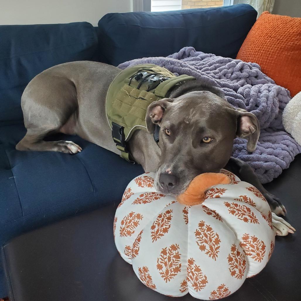 Miggy, a Adoptable Pit Bull Terrier in Northville, MI image 5/5