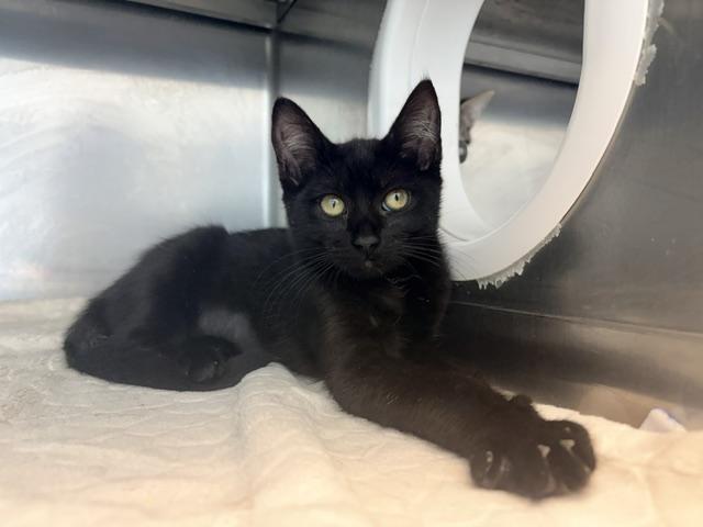 ABIGAIL ADAMS, Adoptable, Kitten Female Domestic Short Hair.