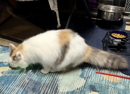 Sushi, Adoptable, Young Female Domestic Long Hair & Domestic Short Hair.