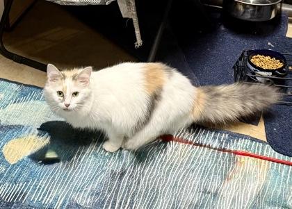 Enlarge Sushi, a Adoptable mixed breed in Wilkesboro, NC image 2/3