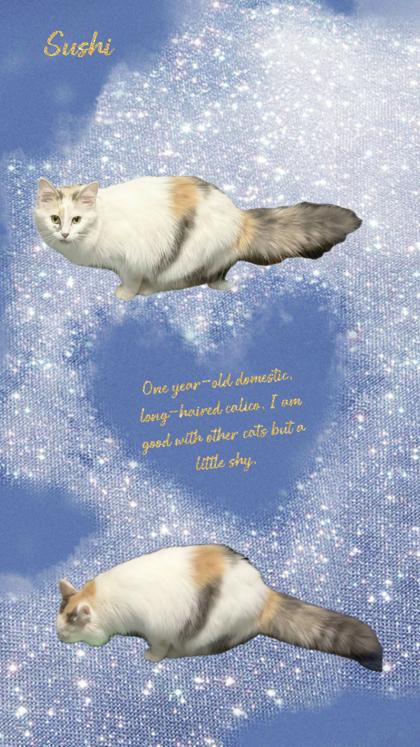 Enlarge Sushi, a Adoptable mixed breed in Wilkesboro, NC image 2/2