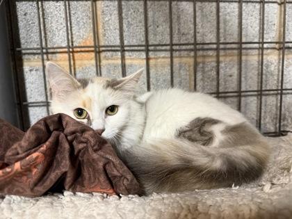 Sushi, Adoptable, Young Female Domestic Long Hair & Domestic Short Hair.