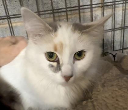 Enlarge Sushi, a Adoptable mixed breed in Wilkesboro, NC image 3/3