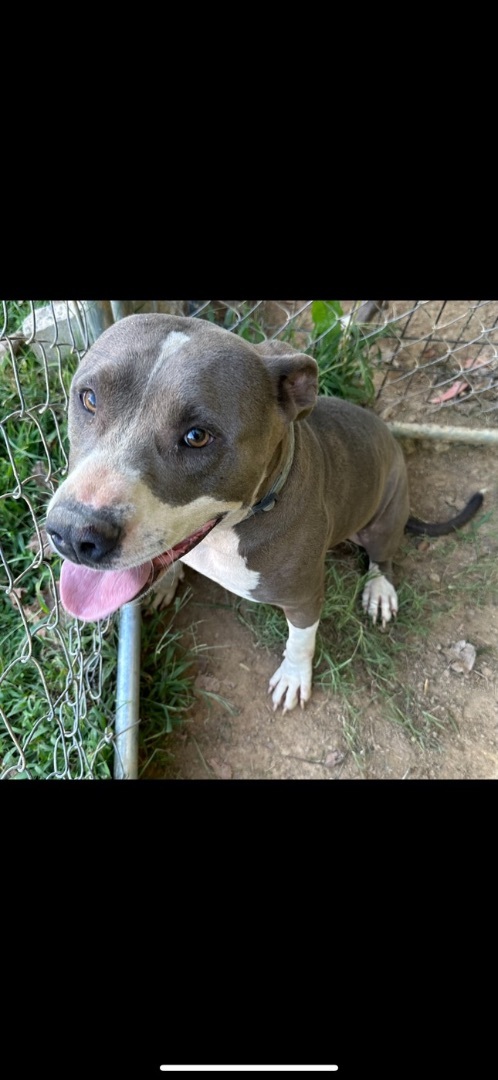 Snoopy, a Adoptable Pit Bull Terrier in Hopkinsville, KY image 1/4