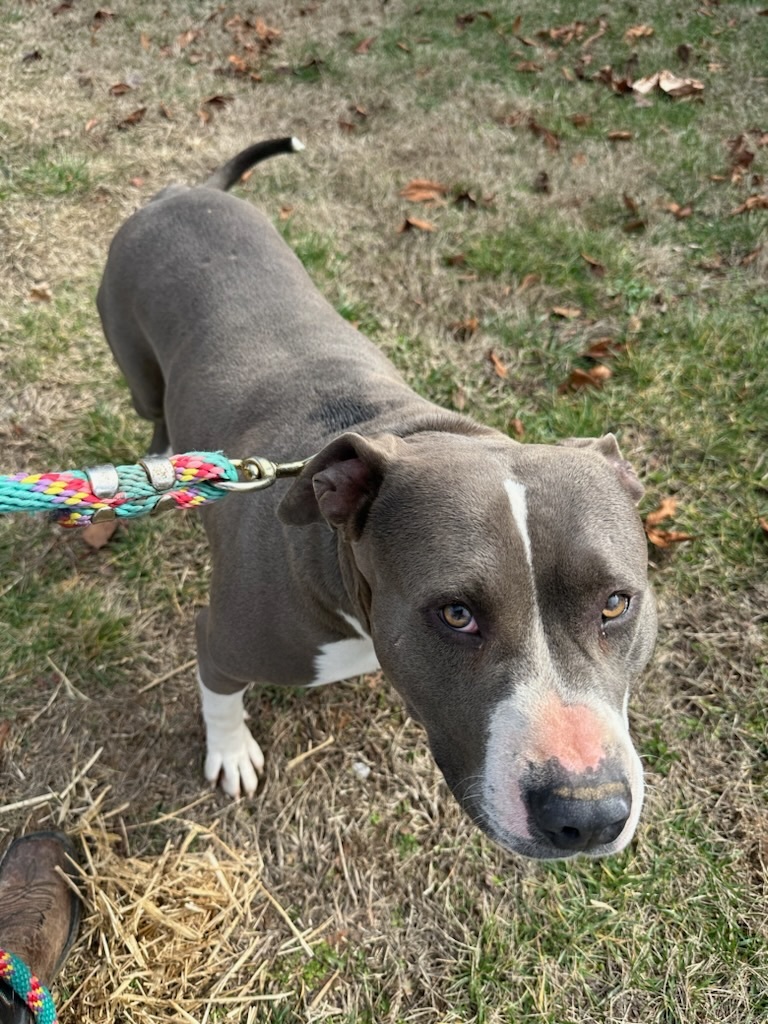 Snoopy, a Adoptable Pit Bull Terrier in Hopkinsville, KY image 2/4