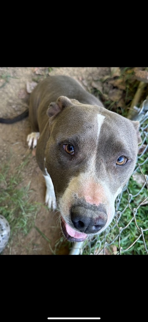 Snoopy, a Adoptable Pit Bull Terrier in Hopkinsville, KY image 4/4